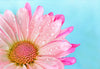 Pink Flower with Water Droplets on the Petals